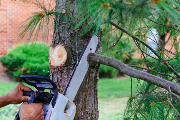 Best Arborist Consultation Services  in West Palm Beach, FL